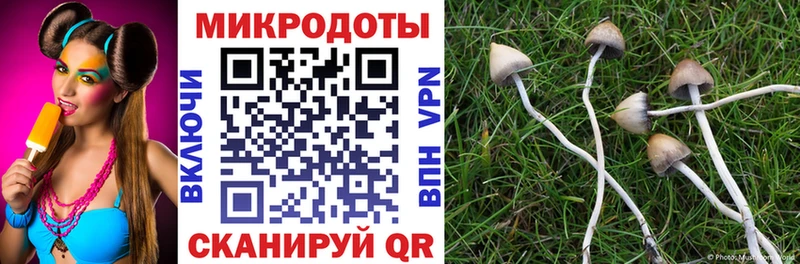 Псилоцибиновые грибы Cubensis  Ахтырский 
